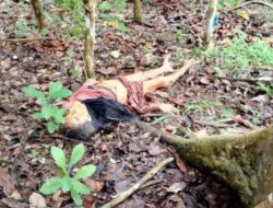 Seorang Nenek Tewas di Kebon Kopi Diserang Beruang