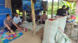 Kapolsek Banjar Agung Tinjau Lahan Cabai, Terungkap Fakta Mengejutkan Soal Hasil Panen